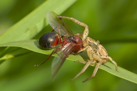 Xysticus ulmi (Formica)